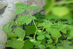 Physalis minima